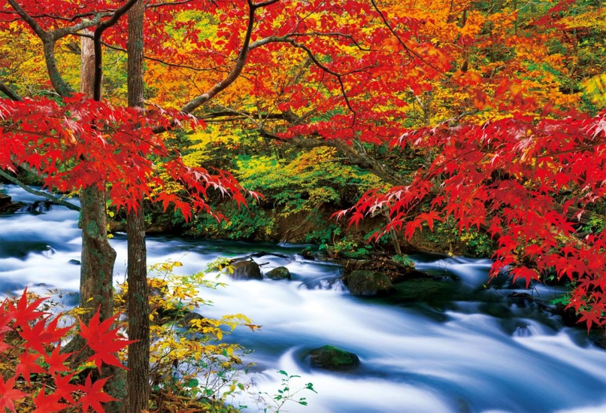 紅葉  奥入瀨溪流 日本青森縣