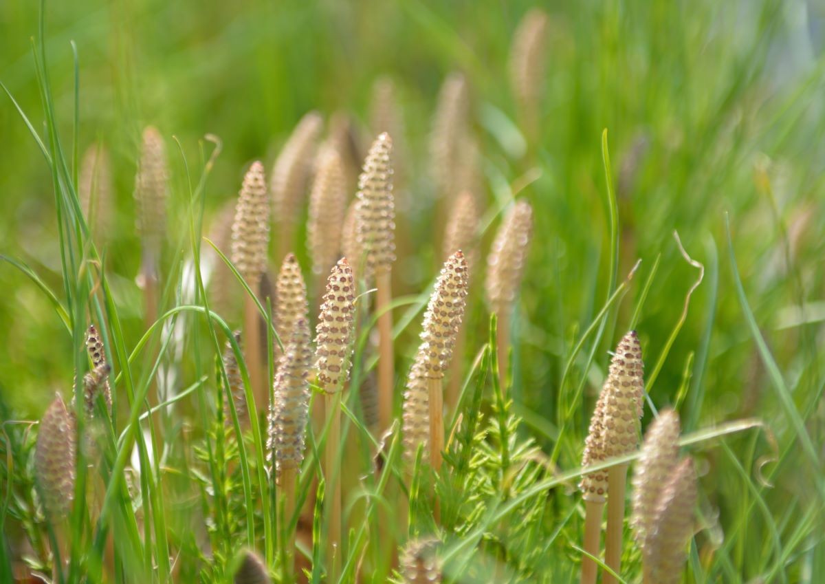 Tsukushi (Horsetail Lapangan)