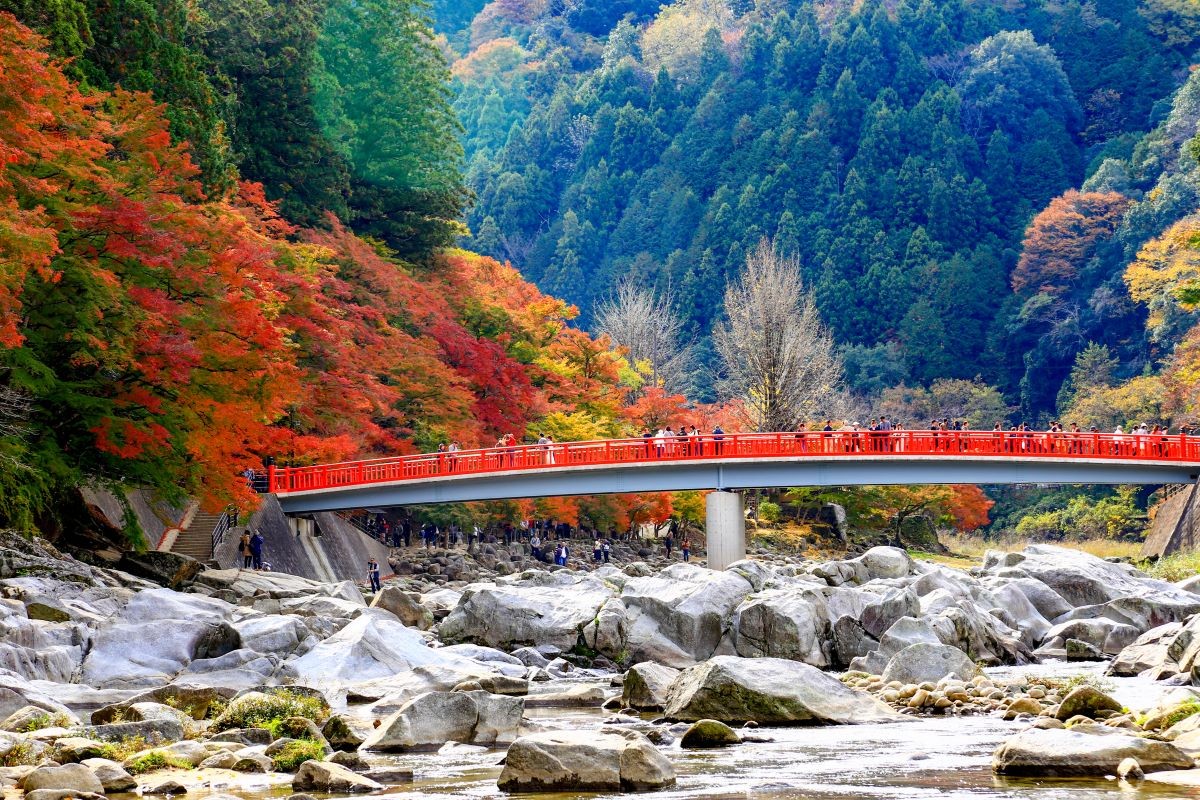 紅葉 東海