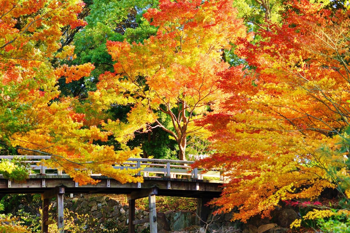 紅葉 中部エリア ベストシーズン