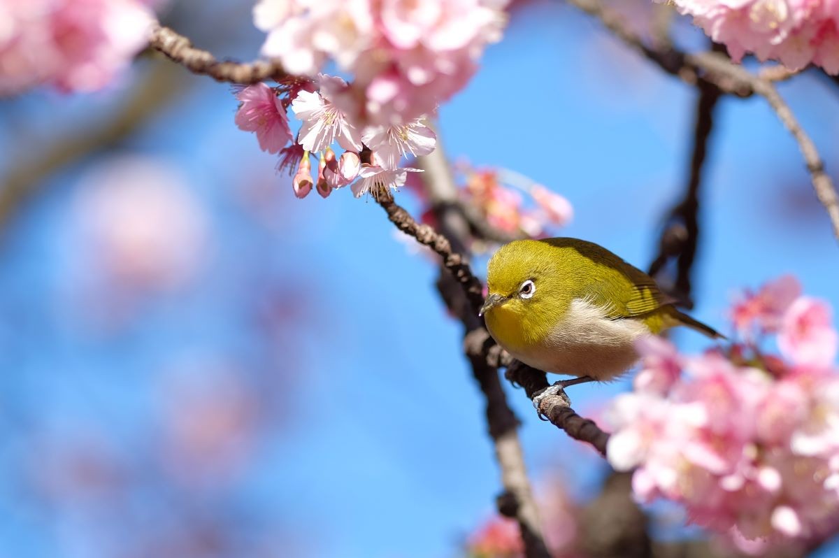 春の風物詩 うぐいす