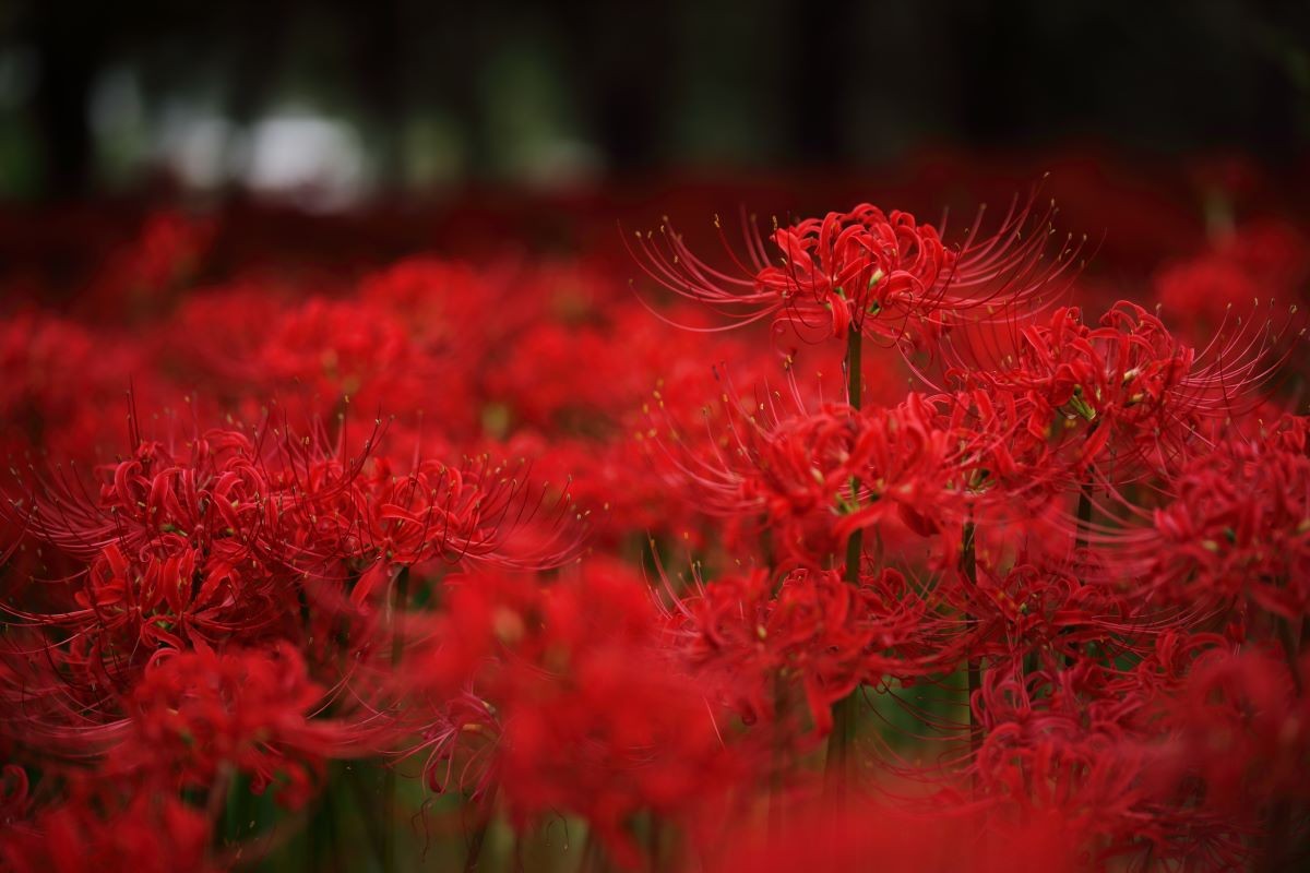 花 秋 彼岸花