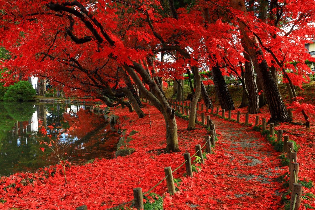 日本東北紅葉