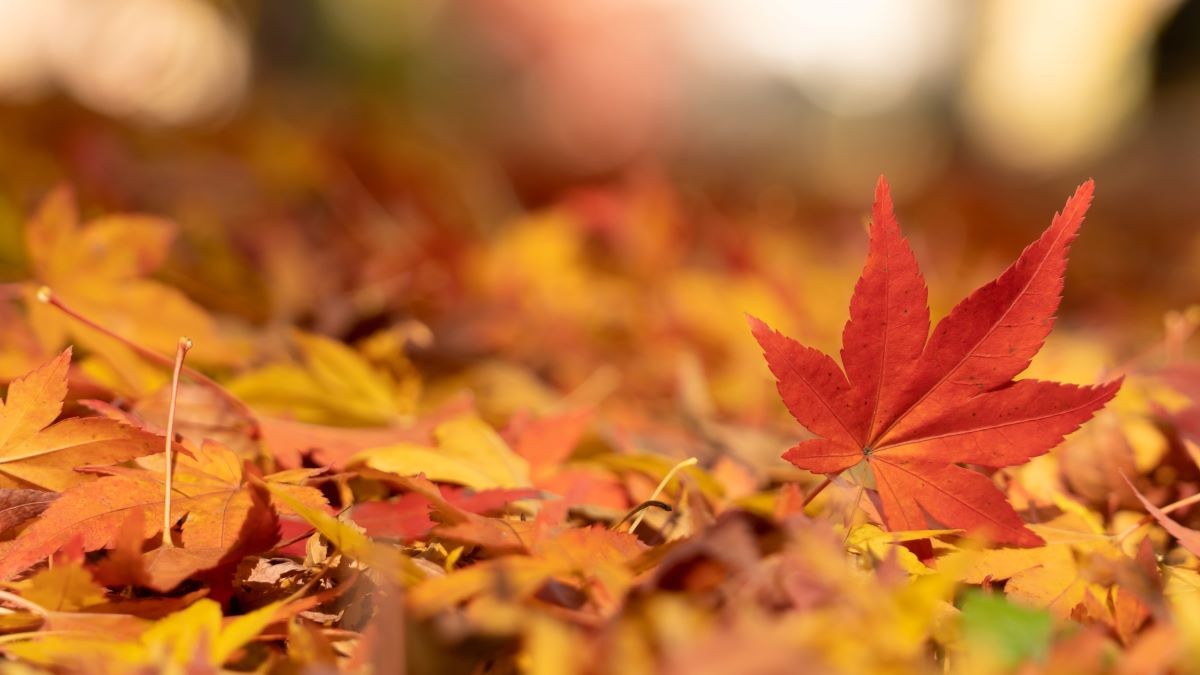 秋 関東地方 紅葉シーズン 見頃 いつ おすすめ