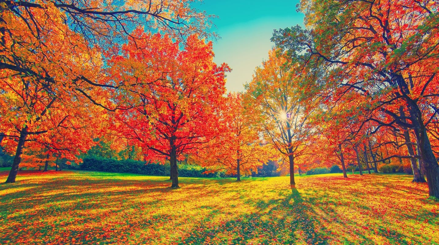 秋 紅葉 関東地方 見頃 いつ おすすめ