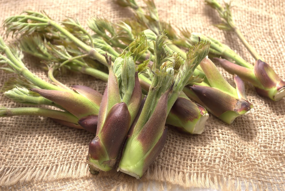 3月といえば 風物詩 食べ物 タラの芽