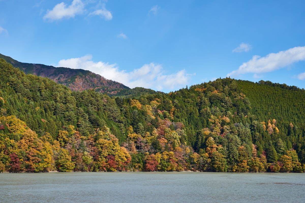 紅葉 井川湖 静岡縣