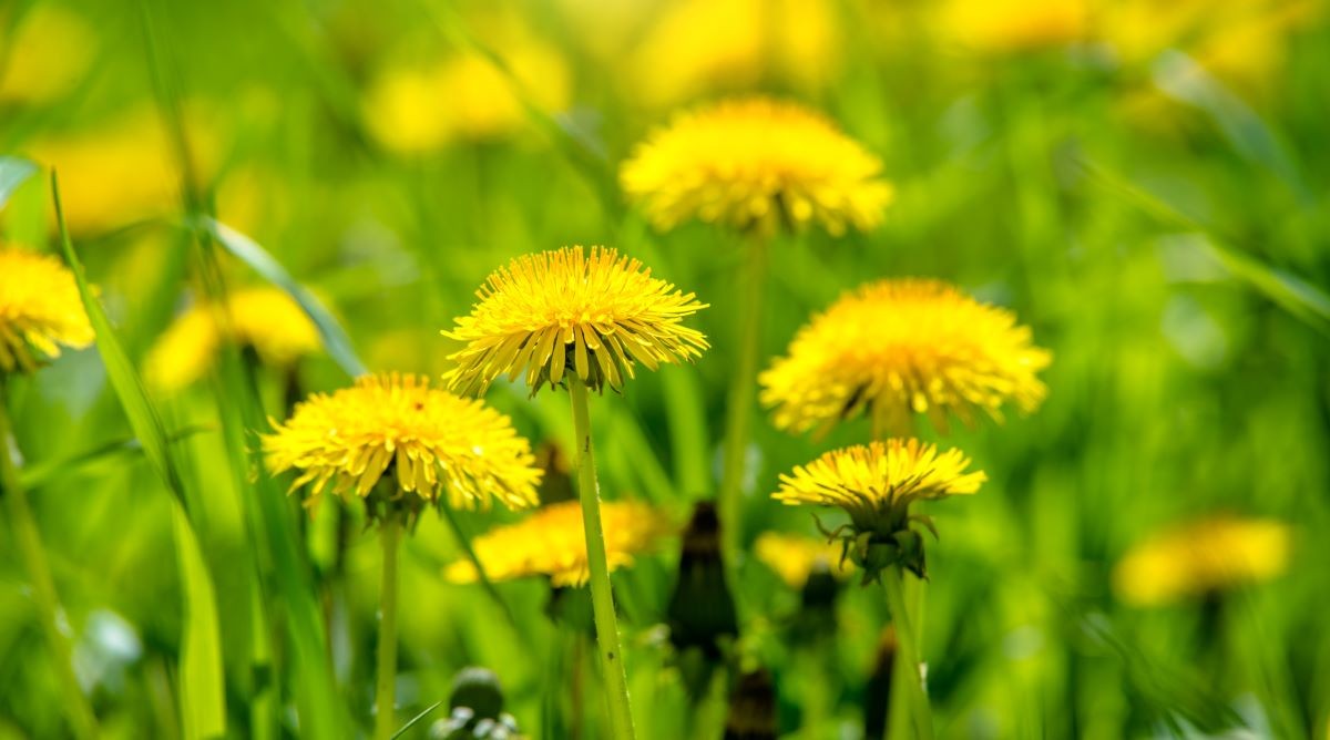 Dandelions