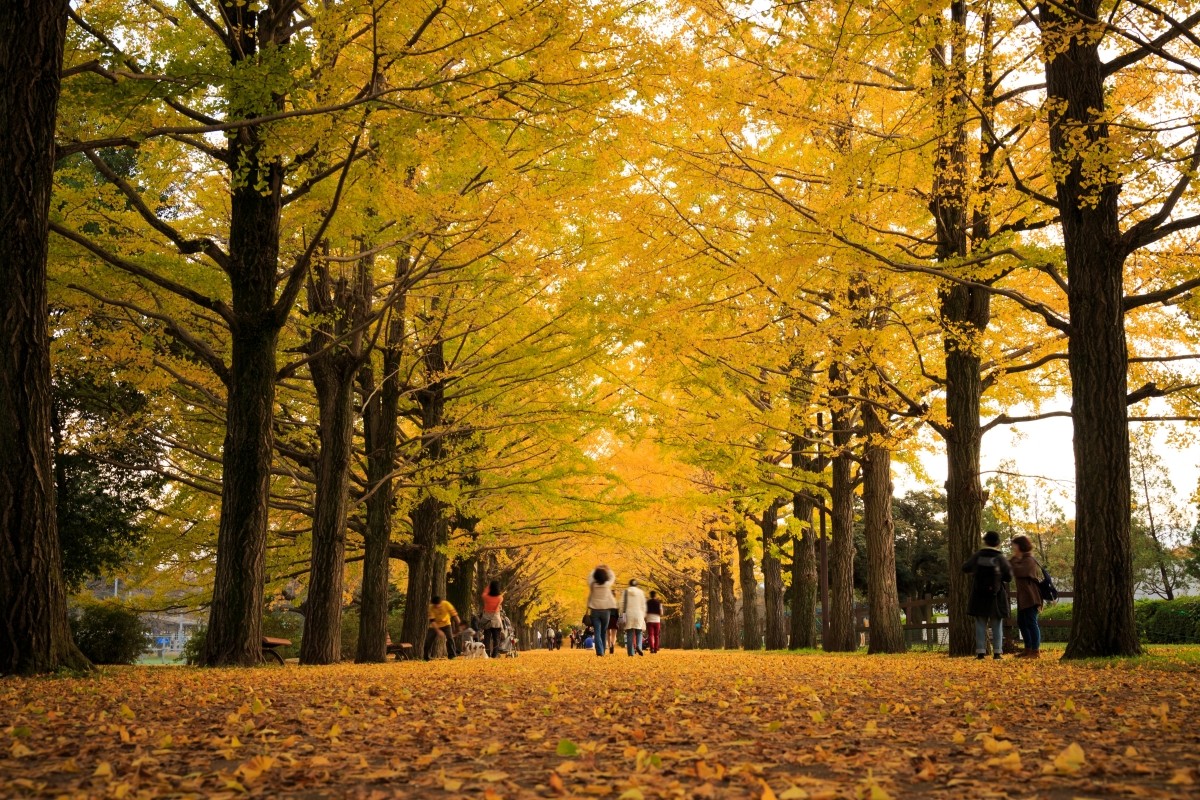 秋の風物詩 紅葉 イチョウ並木