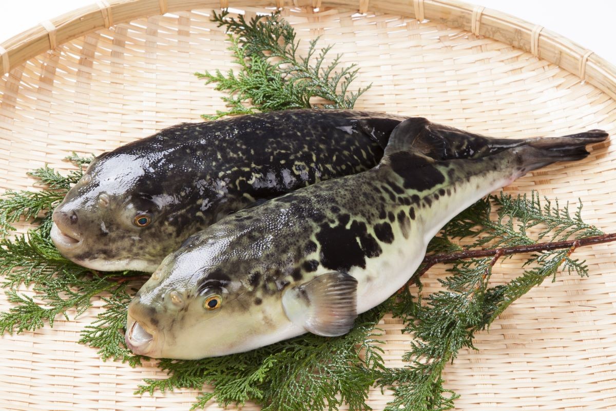 Prefektur Yamaguchi, Jenis Fugu