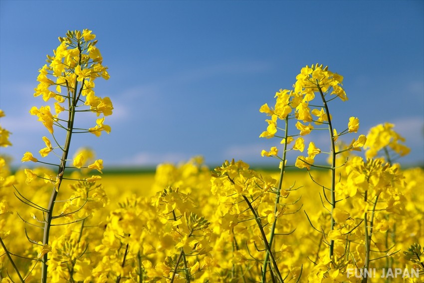 ดอกคาโนลา (葉の花 / Canola) ดอกที่บานช่วงกุมภาพันธุ์เป็นทุ่งสีเหลือง