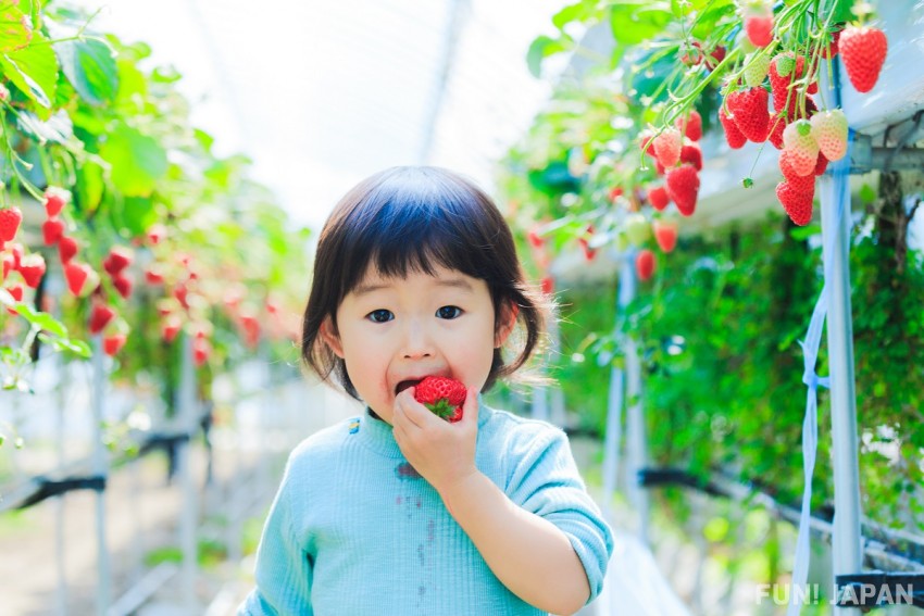 Sweet ＆ Juicy Strawberry（いちご）！ 日本の果物（Japanese Fruits）はここがすごい！