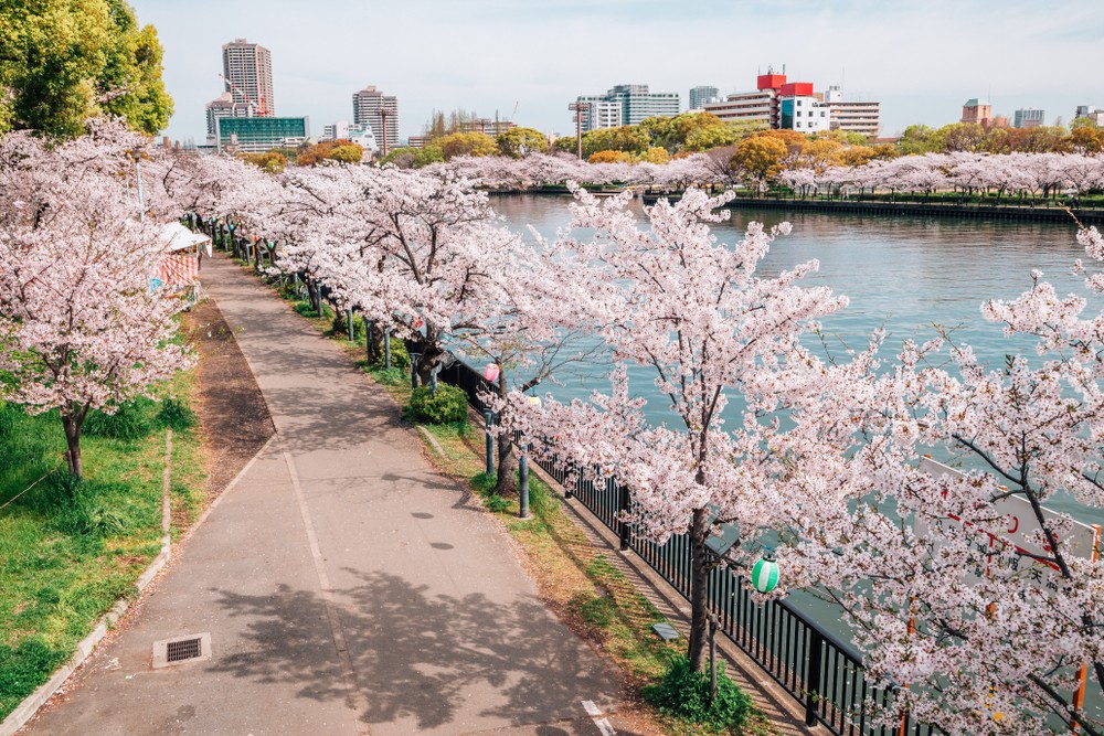 Những địa điểm ngắm hoa anh đào tại Osaka - Công viên Kema Sakuranomiya 