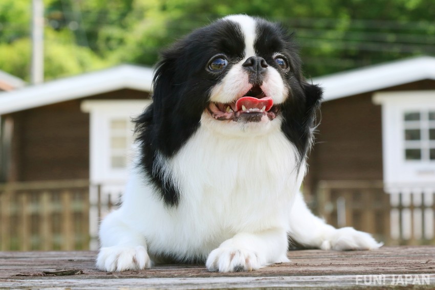 ジャパニーズ・スパニエル（Japanese Spaniel）