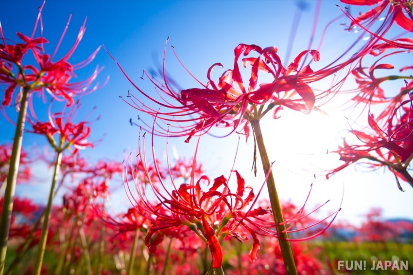 ทุ่งดอกไม้สีแดงแห่งเดือนกันยายน: ดอกพลับพลึงแดง (彼岸花 / Spider Lily)