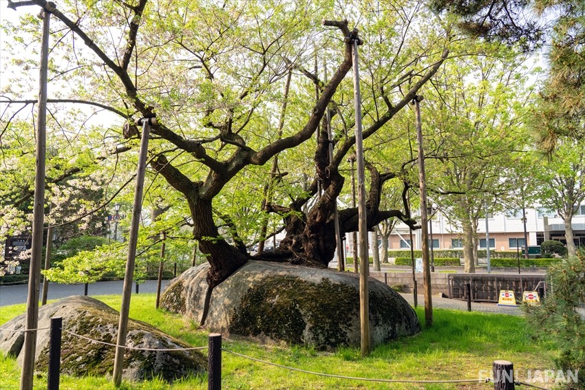 Ishiwarizakura: The Rock-Breaking Tree
