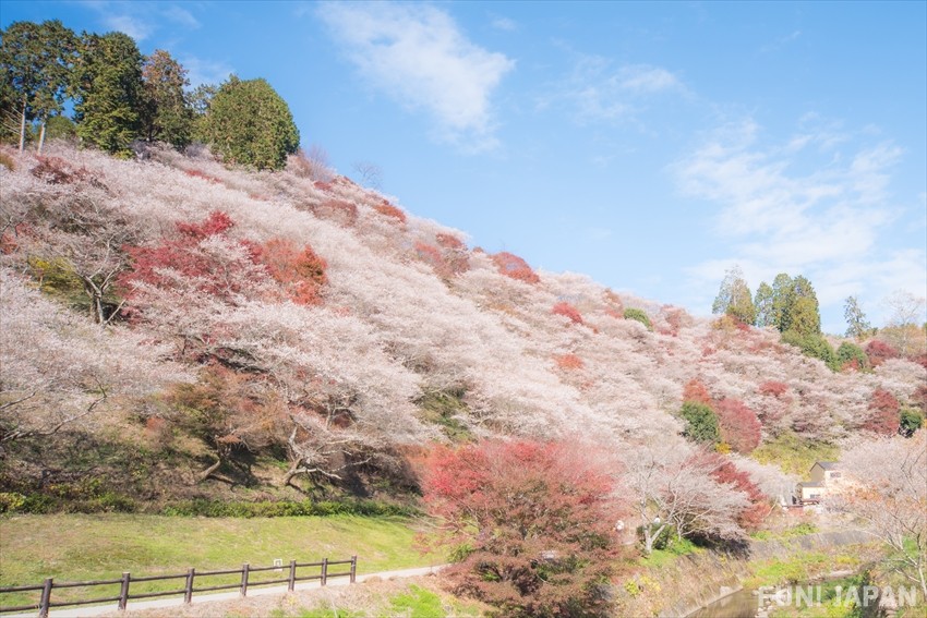 Shiki Sakura Park: Autumnal Cherry Blossom