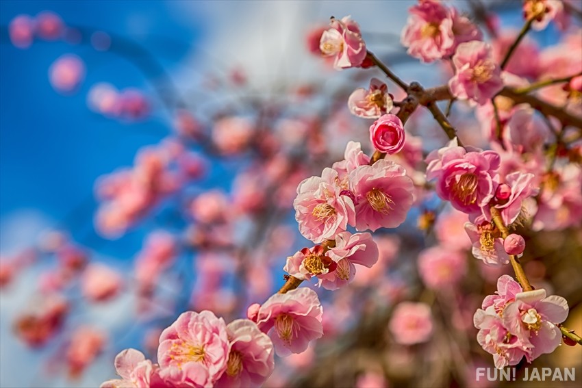 ดอกไม้แห่งปลายฤดูหนาว: ดอกบ๊วย (梅 / Plum Blossom)