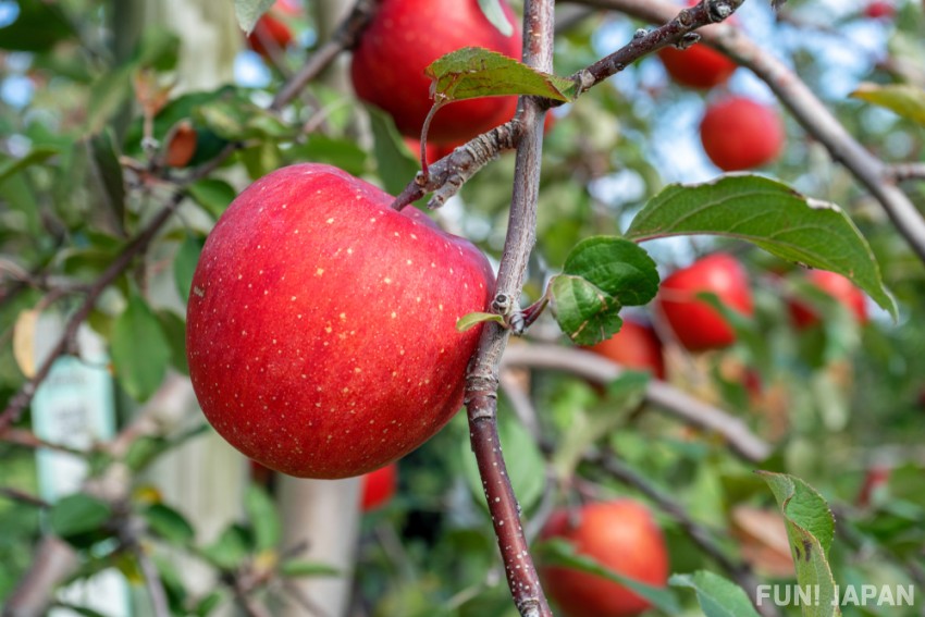 Aomori: Apples