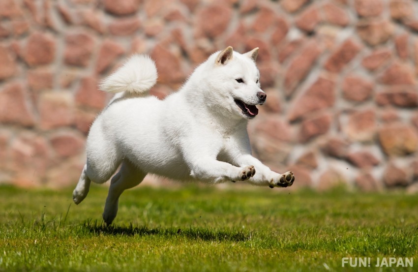 北海道犬（Hokkaido Dog）
