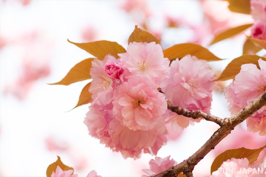 ดอกไม้สัญลักษณ์ประจำฤดูใบไม้ผลิของญี่ปุ่น: ดอกซากุระ (桜 / Sakura)