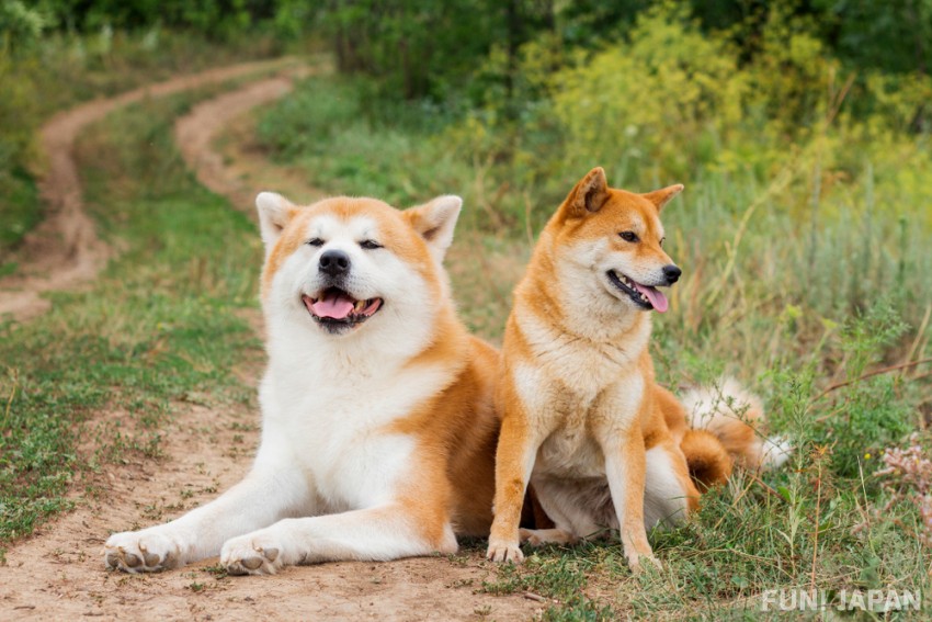 5 สุนัขสายพันธุ์ญี่ปุ่นอันแสนยอดเยี่ยมที่ควรรู้จัก
