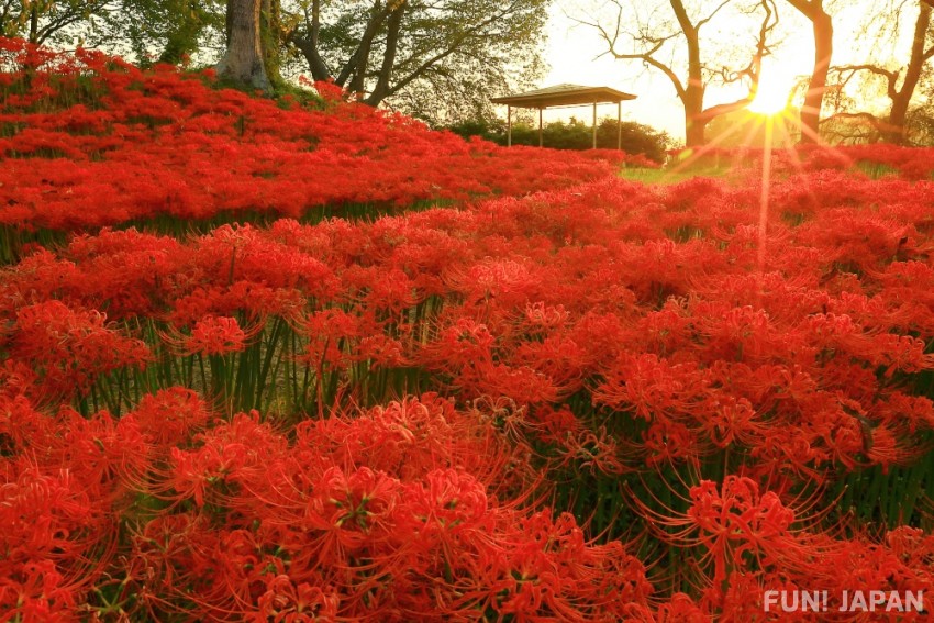 日本賞花新提案 妖豔的鮮紅美景 彼岸花