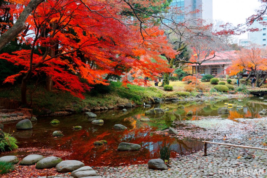 Autumn leaves spot in quaint Japanese gardens