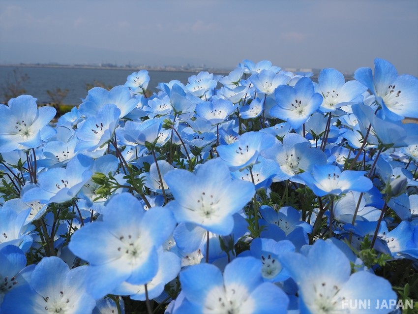 ทุ่งสีฟ้าส่งท้ายฤดูใบไม้ผลิ: ดอกเนโมฟีลา (ネモフィラ / Nemophila)