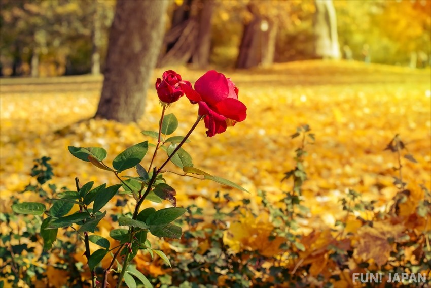 กลิ่นหอมแห่งช่วงปลายฤดูใบไม้ร่วง: กุหลาบใบไม้ร่วง (秋バラ / Autumn Rose)