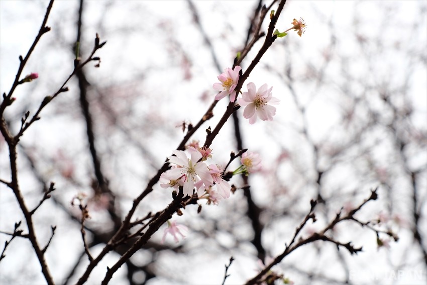 ซากุระเดือนสิบ (十月桜 / Autumnalis Makino) ซากุระที่บานสองครั้งต่อปี