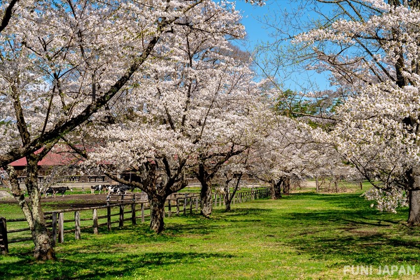 When to See Sakura in Iwate