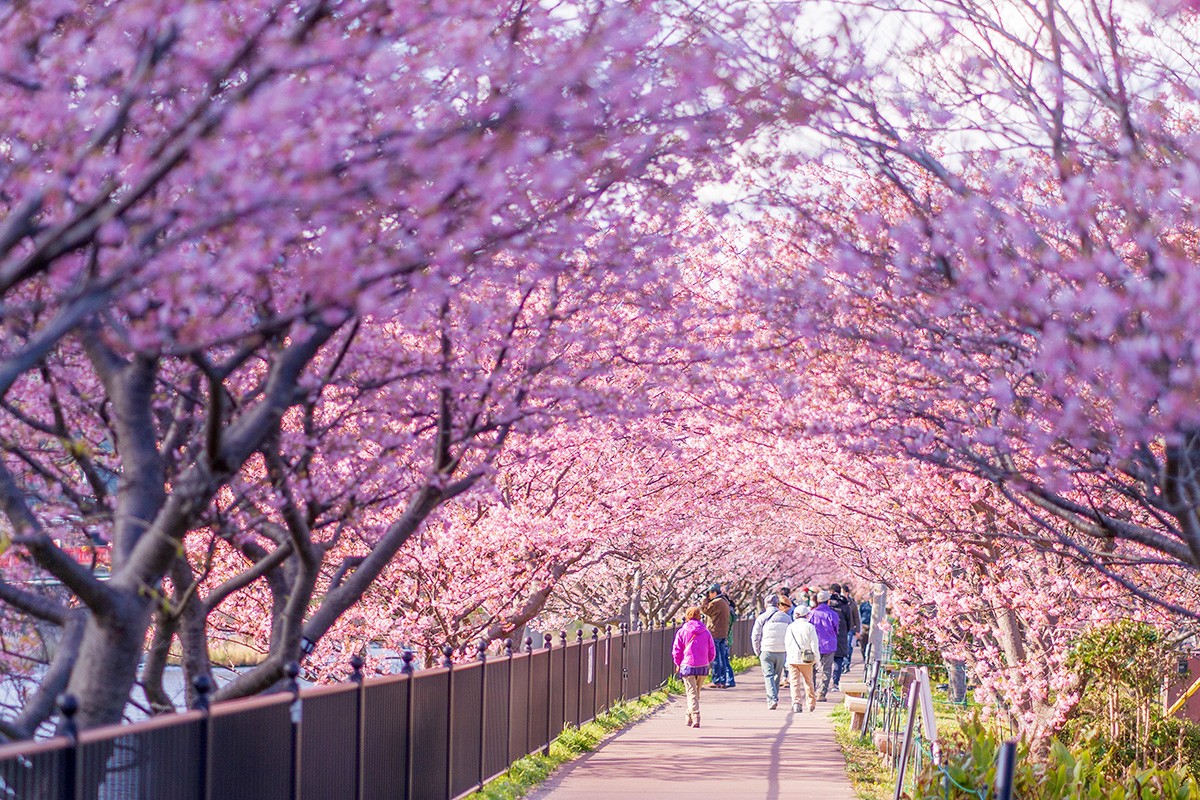 Cherry blossoms at Kawazu Onsen