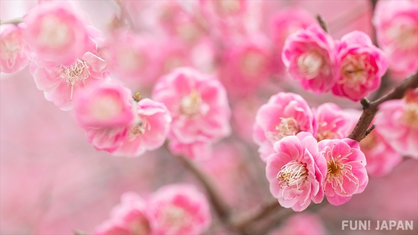 ดอกไม้ที่ดูคล้ายกับซากุระจนคนสับสน: ดอกท้อ (桃 / Peach)