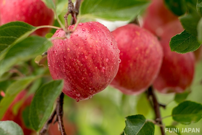 Why are Aomori’s Apples famous?