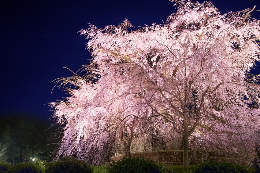 ดอกไม้สัญลักษณ์ประจำฤดูใบไม้ผลิของญี่ปุ่น: ดอกซากุระ (桜 / Sakura)