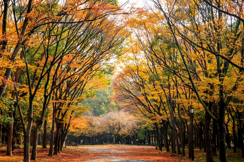 Những chiếc lá mùa thu ở Osaka bắt đầu ngả màu khi tiết trời se lạnh