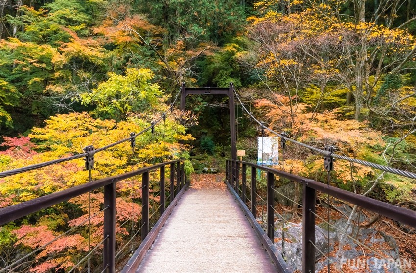 The Best Autumn Leaf Spots in Okutama