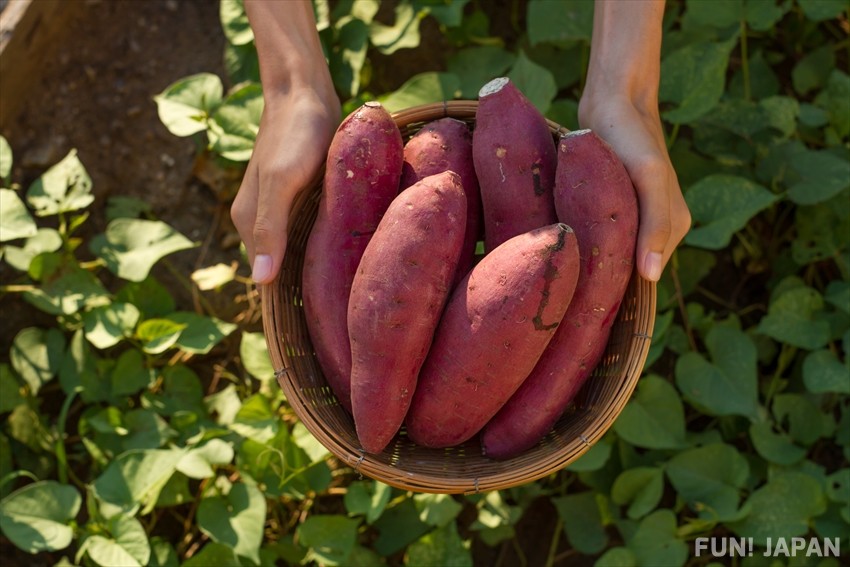 What to Pick in Autumn: Pears, Peanuts and Sweet Potatoes