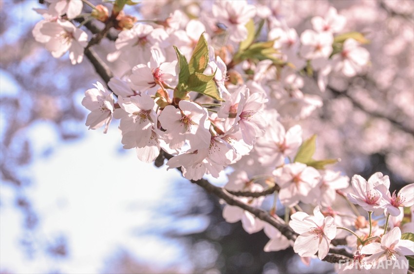 ดอกไม้สัญลักษณ์ประจำฤดูใบไม้ผลิของญี่ปุ่น: ดอกซากุระ (桜 / Sakura)
