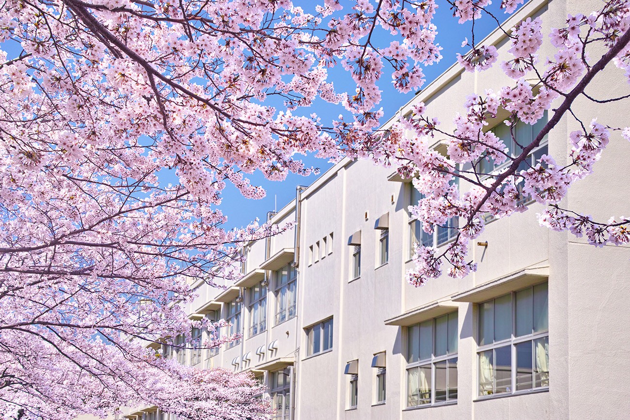 日本學校 櫻花