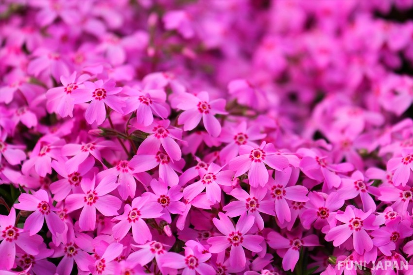 ซากุระอีกชนิดที่บานบนพื้น: ชิบะซากุระ (芝桜 / Moss Phlox)