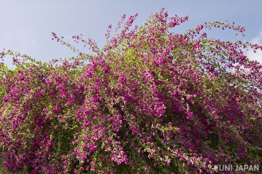 ดอกฮากิ (萩 / Bush Clover) ดอกแห่งฤดูใบไม้ร่วงที่นิยมนำมาทำขนม