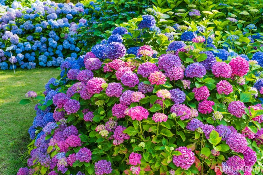 Why plant hydrangeas in Japanese shrines and temples?