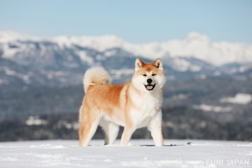 【Tohoku】Let's play with Akita Inu, who is the main character of Hachiko the faithful dog, in Odate City, Akita!
