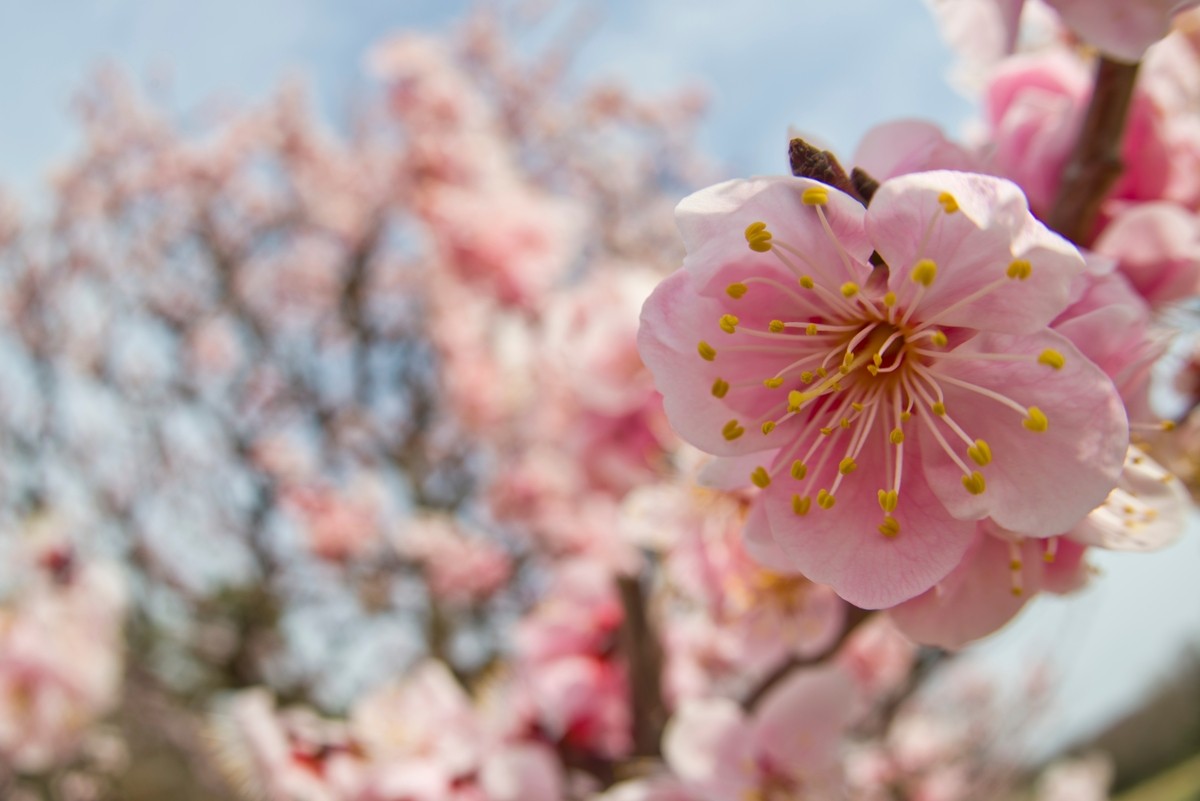 梅の花は何種類ある？