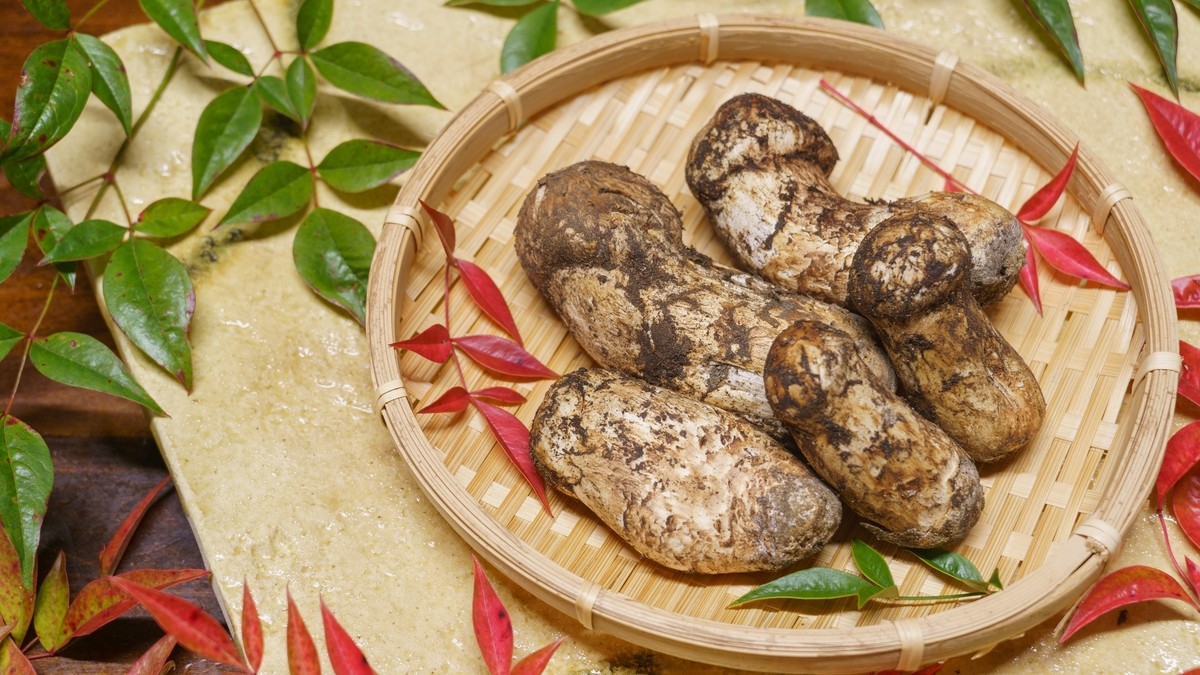 Nấm matsutake là loại nấm vào mùa thu