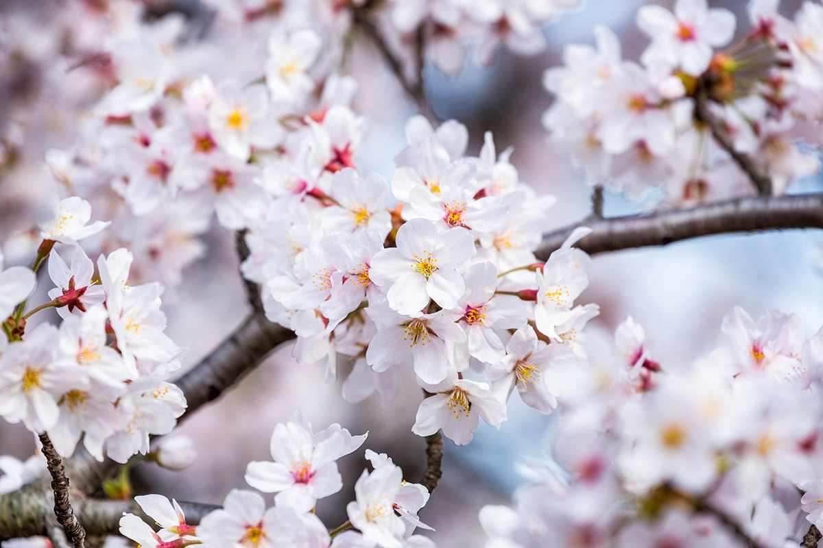 Cherry blossoms in full bloom in Japan