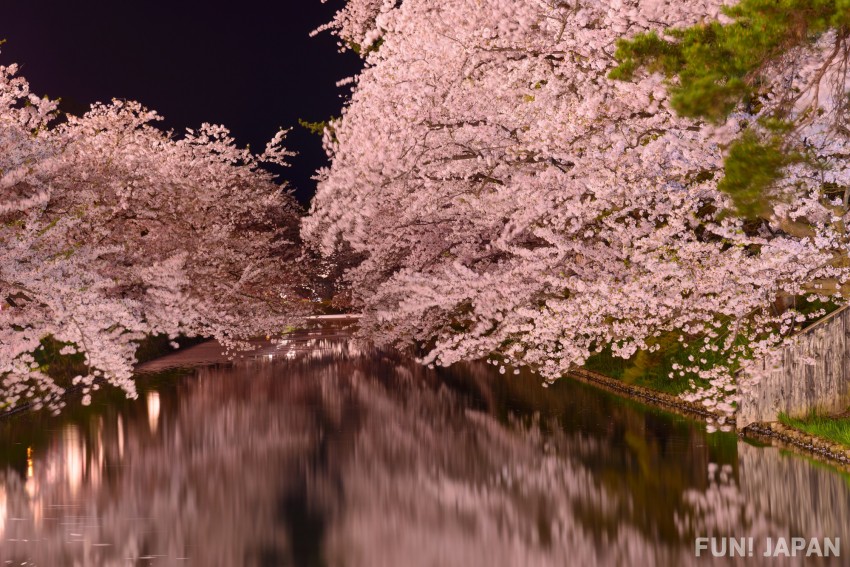 春の風物詩「花見」とは？桜の開花時期、桜の種類などを紹介
