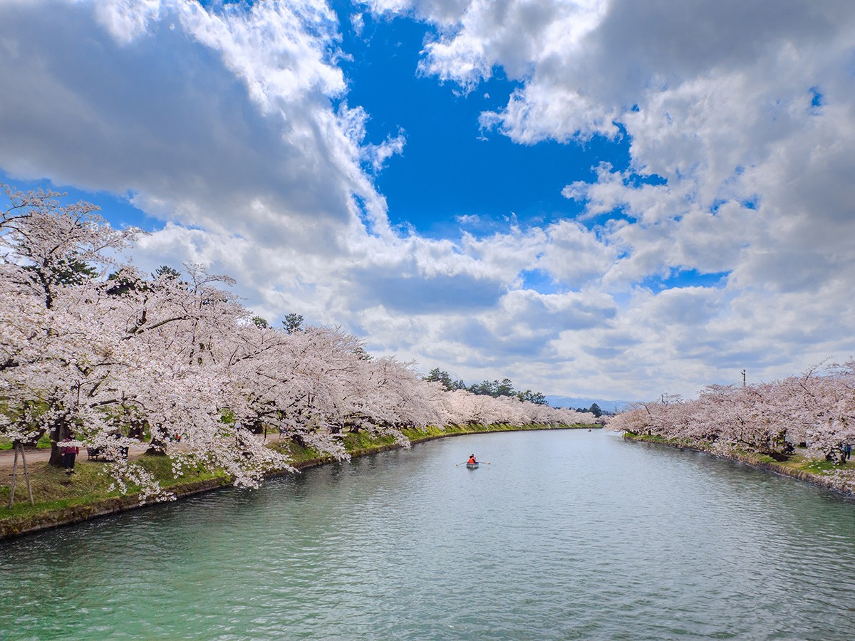 Cherry blossoms at Hirosaki Park